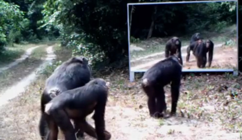 Was diese 3 Affen machen, als sie sich im Spiegel entdecken, musst Du sehen!