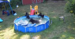 Bärenfamilie veranstaltet eine Poolparty im Garten