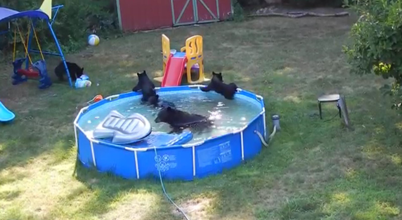 Bärenfamilie veranstaltet eine Poolparty im Garten