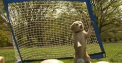 Dieser Hund ist ein besserer Torwart als Manuel Neuer