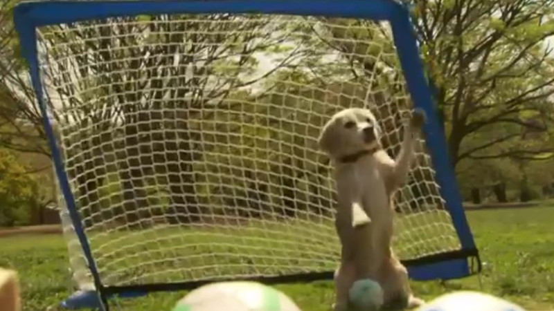 Dieser Hund ist ein besserer Torwart als Manuel Neuer