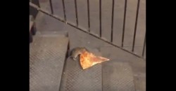 Diese kleine Ratte liebt Pizza und hat wohl zu oft Ratatouille angeschaut!