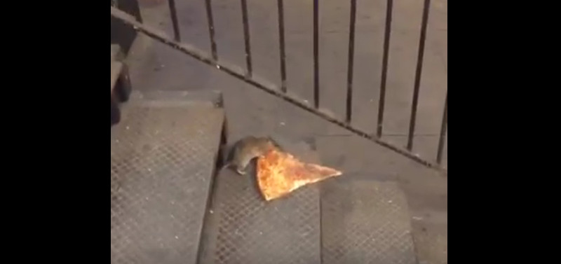 Diese kleine Ratte liebt Pizza und hat wohl zu oft Ratatouille angeschaut!