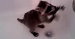 Was macht denn dieser kleine Baby-Waschbär in der Badewanne?