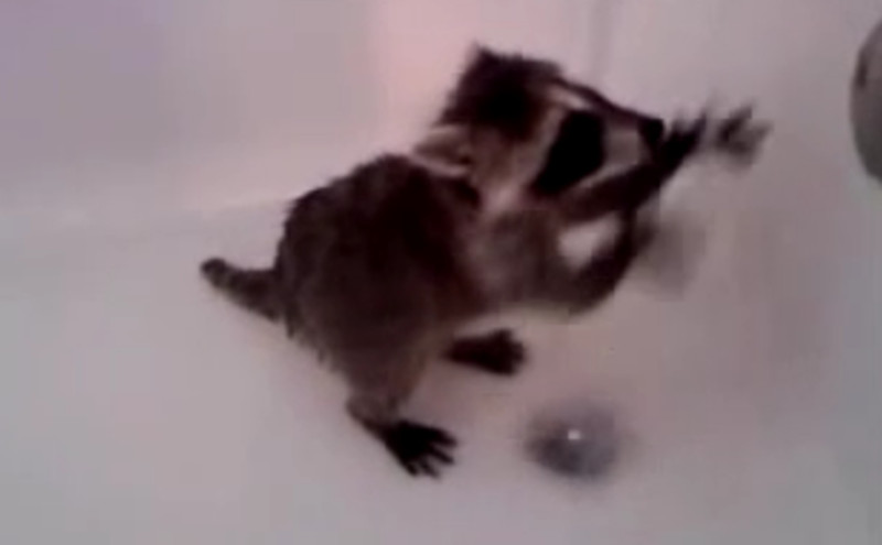 Was macht denn dieser kleine Baby-Waschbär in der Badewanne?