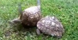 So helfen sich Schildkröten gegenseitig!