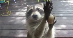 Was macht denn dieser freche Waschbär mit dem Stein an der Scheibe?