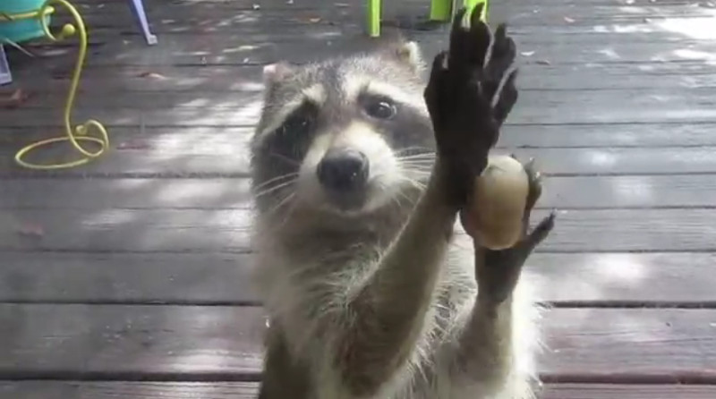 Was macht denn dieser freche Waschbär mit dem Stein an der Scheibe?