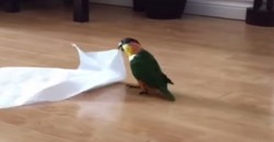Schau Dir an, was dieser Papagei mit einem einfachen Küchenpapier macht!