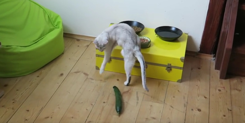 Katzen mögen kein Gemüse?