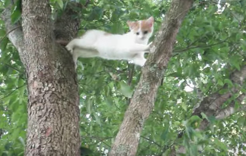 Da kann nur eine Katzenmama helfen!