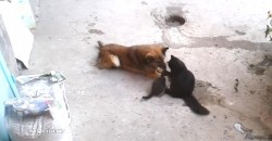 Diese Katzenmama stellt ihre Jungen einem alten Freund vor!