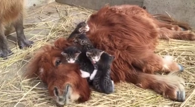 Ein Pony und viele Katzenbabys, süßer geht’s nicht!