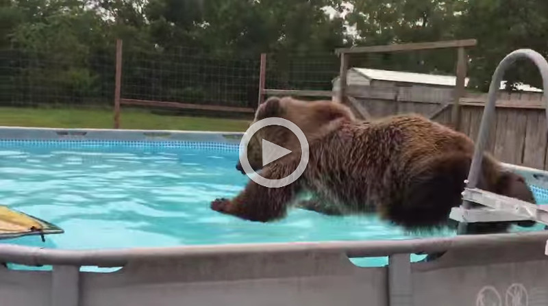 So lustig, wie dieser Bär in den Pool hüpft!