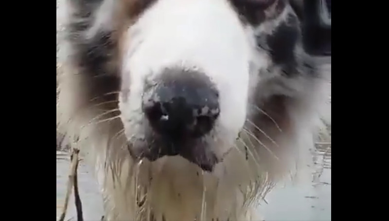 Was dieser Hund im Wasser macht, musst Du sehen!