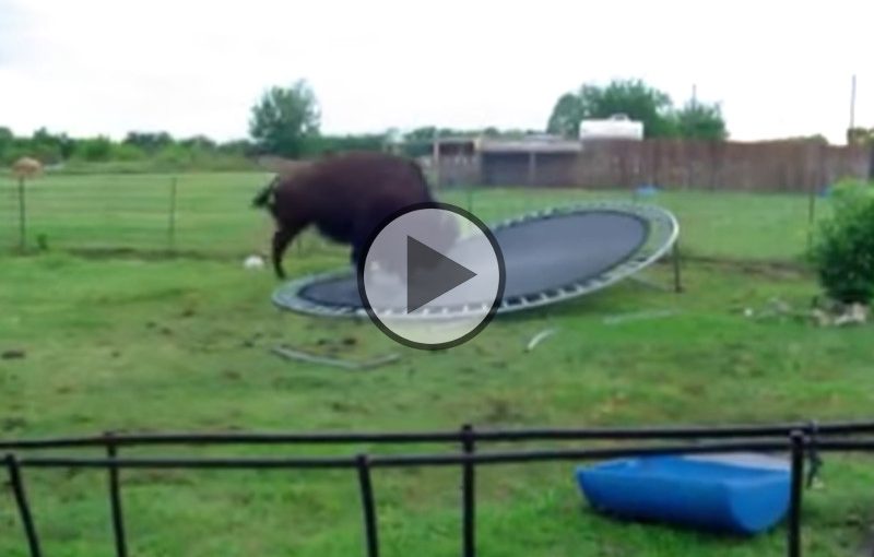 Was macht denn ein Büffel auf einem Trampolin?