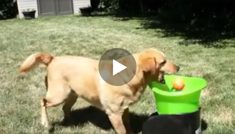 Dieser Hund freut sich unglaublich über seine Ballmaschine!