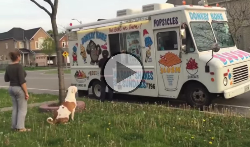 Dieser Hund wartet artig vor dem Eiswagen!