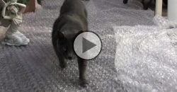 Was passiert, wenn Katzen auf eine Luftpolsterfolie tapsen?