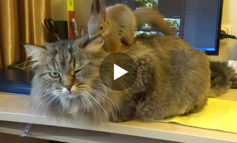 Diese Katze lässt sich von einem Eichhörnchen massieren