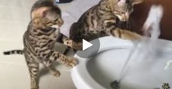 Diese beiden Katzen schauen fasziniert zu, wie das Wasser aus dem Bidet springt!