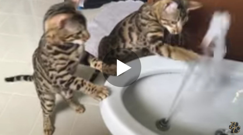 Diese beiden Katzen schauen fasziniert zu, wie das Wasser aus dem Bidet springt!