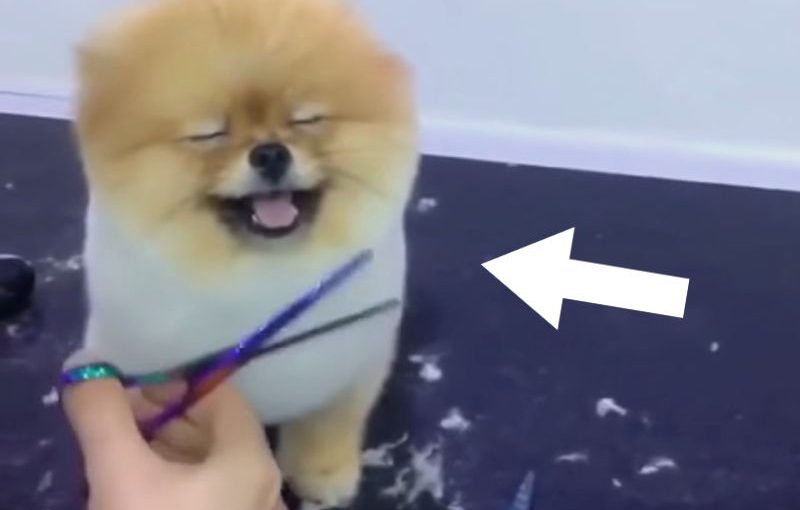 Wie dieser Hund seinen Friseurbesuch genießt, musst Du sehen!