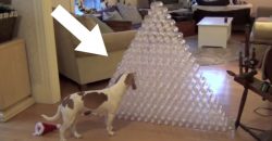 Was dieser Hund wohl mit der Pyramide aus Plastikflaschen macht?