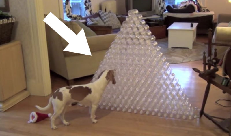 Was dieser Hund wohl mit der Pyramide aus Plastikflaschen macht?