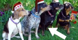 Diese Hunde bellen Jingle Bells