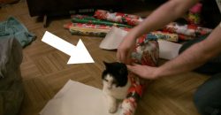 Wie man eine Katze als Weihnachtsgeschenk verpackt?