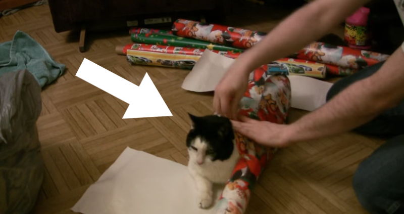 Wie man eine Katze als Weihnachtsgeschenk verpackt?