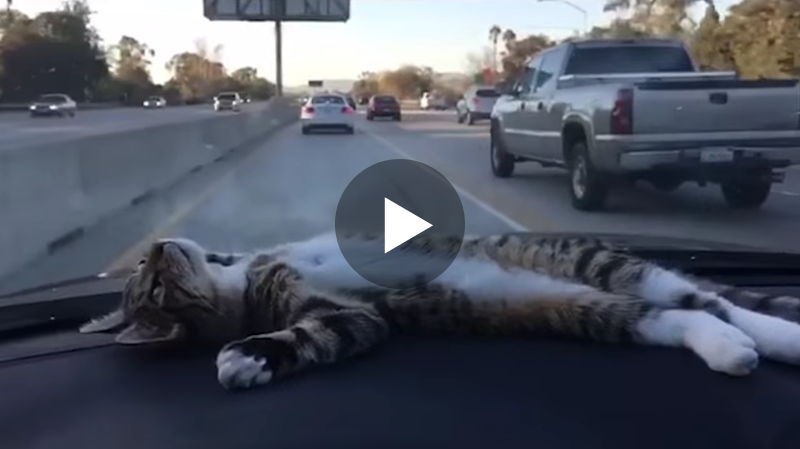 Und da heißt es immer, Katzen wären beim Autofahren nicht entspannt!