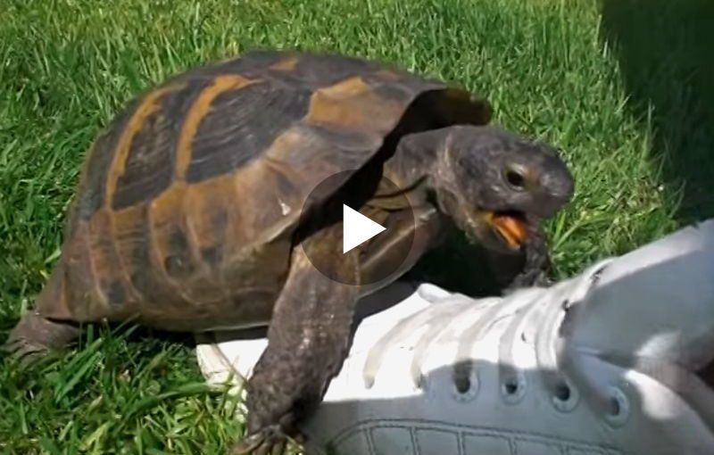 Hoppla, was macht denn diese Schildkröte mit dem Schuh?