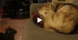 Dieser Husky hat einen tollen Kuschelkumpel