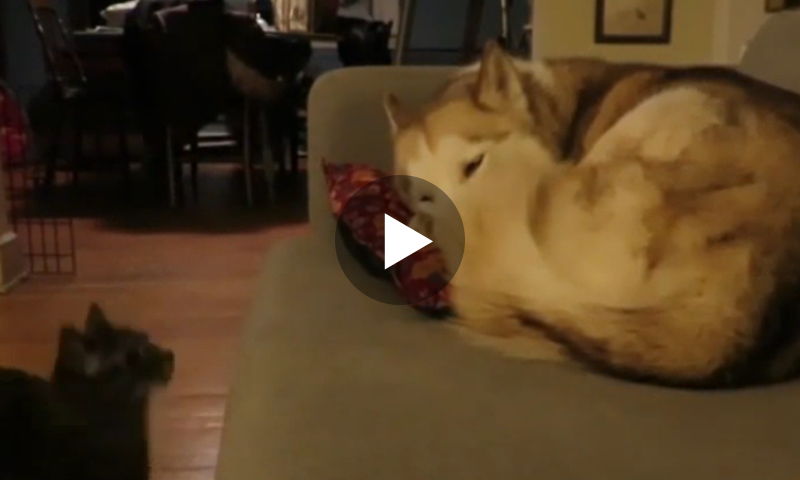 Dieser Husky hat einen tollen Kuschelkumpel