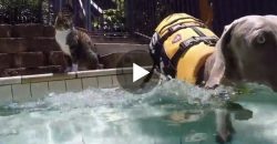 Was diese Katze gleich mit dem Hund im Pool macht, ist einfach zu lustig!