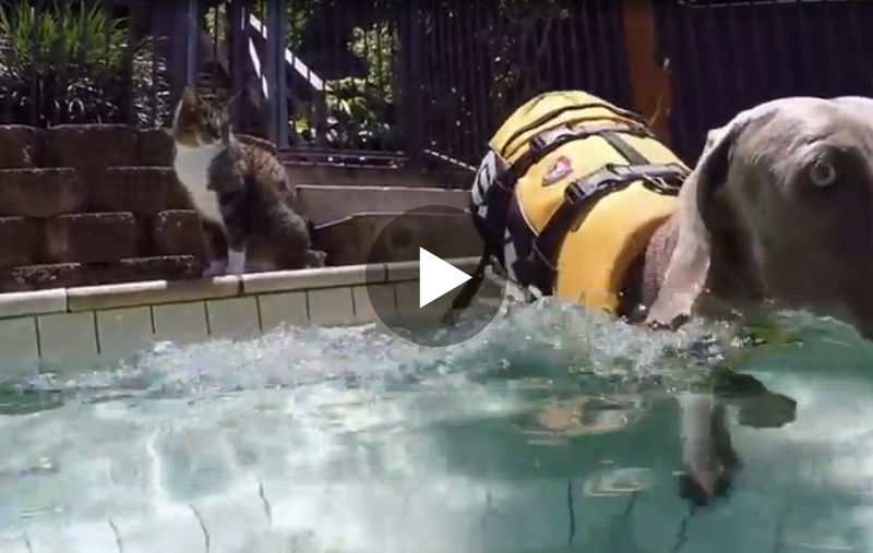 Was diese Katze gleich mit dem Hund im Pool macht, ist einfach zu lustig!