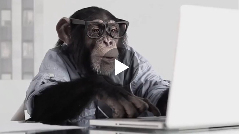 Verdient dieser verrückte Affe etwa Geld im Internet?