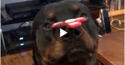 Dieser Rottweiler balanciert einen Fidget-Spinner auf seiner Nase