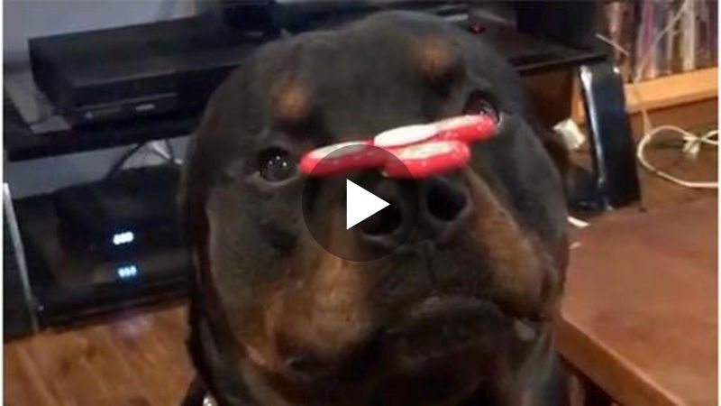 Dieser Rottweiler balanciert einen Fidget-Spinner auf seiner Nase