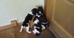 Funny Cats and Dogs Compilations