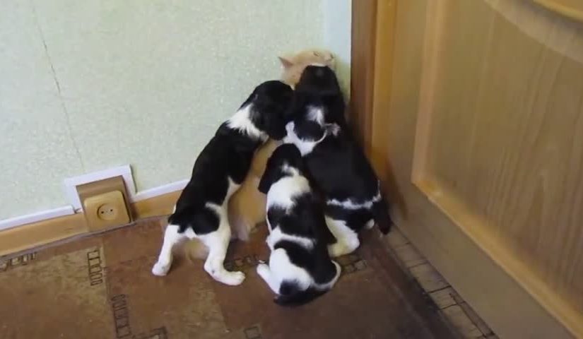 Funny Cats and Dogs Compilations