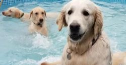 Diese Hunde veranstalten eine kleine Pool-Party