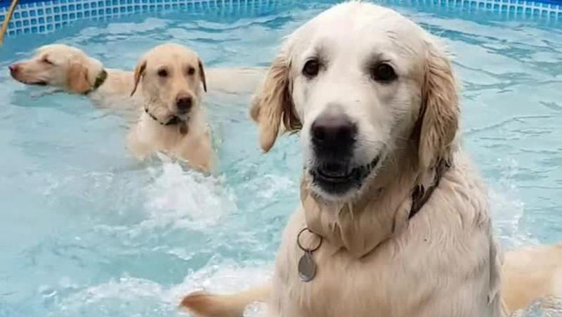 Diese Hunde veranstalten eine kleine Pool-Party