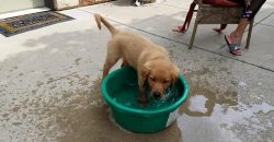 Dieser Golden Retriever Welpe spielt mit seiner Wasserschüssel