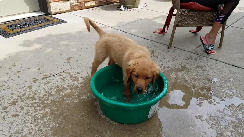 Dieser Golden Retriever Welpe spielt mit seiner Wasserschüssel