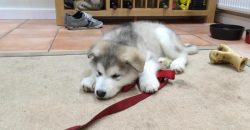 Dieser Malamute-Welpe erlebt seinen ersten Schluckauf