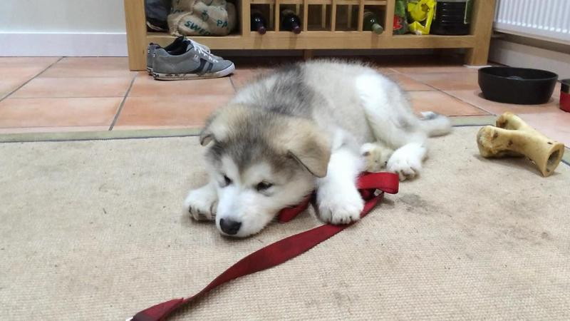 Dieser Malamute-Welpe erlebt seinen ersten Schluckauf