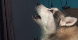 Dieser Hund heult mit zu Katy Perry Song